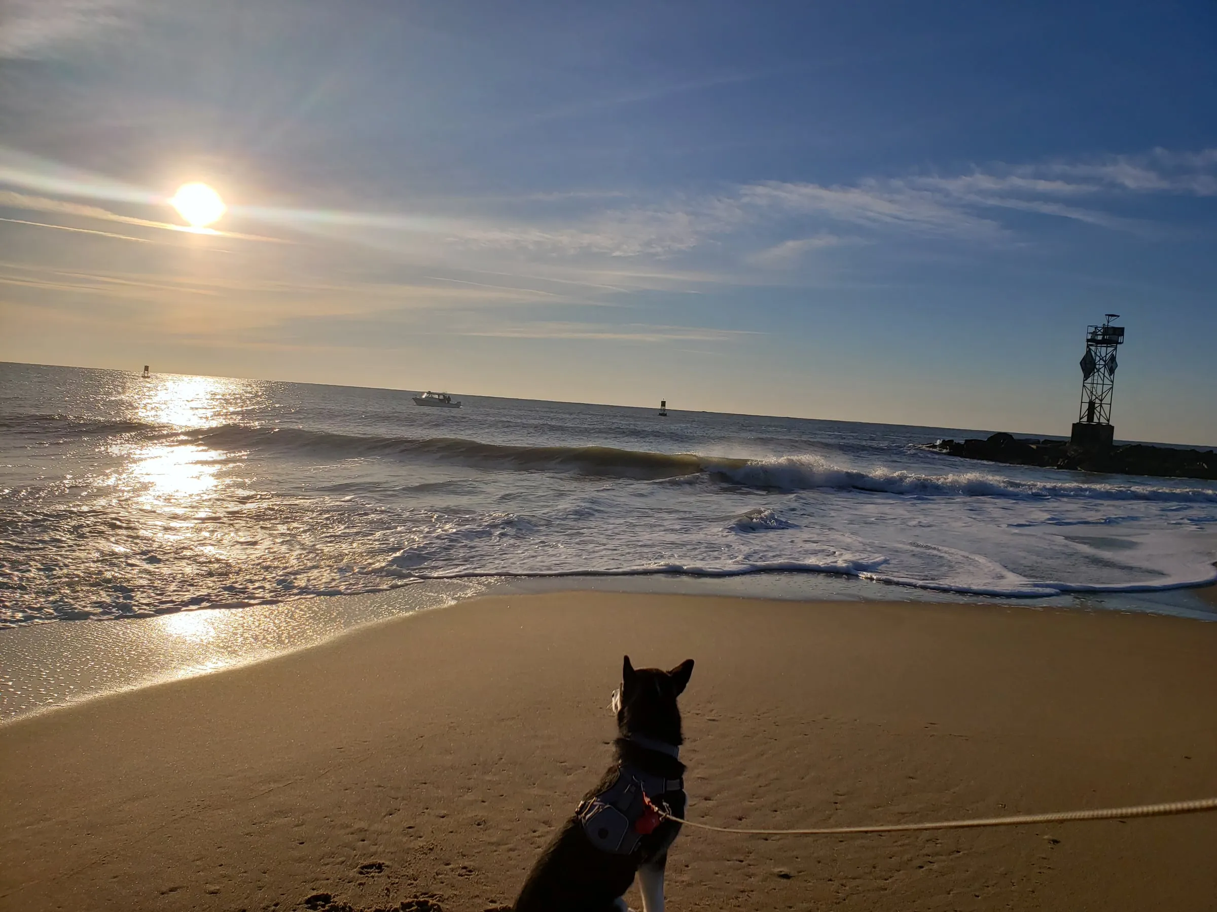 Dog sitting on a beach watching the waves under a low sun